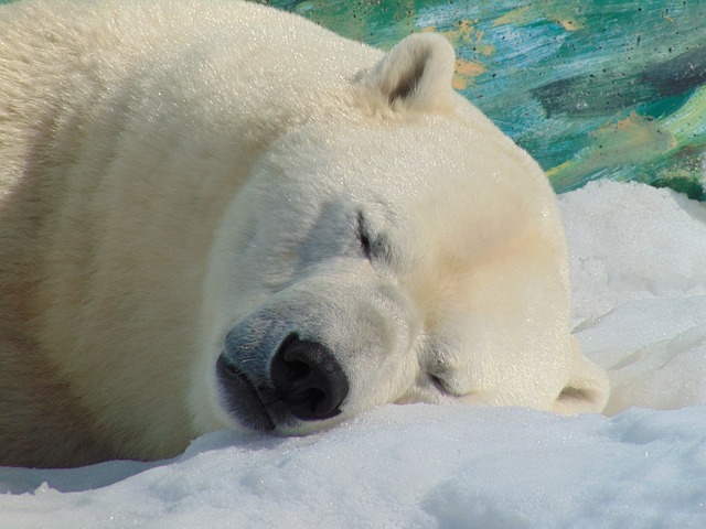 Photo of Polar Bear Head