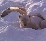 Photo of Polar Bears